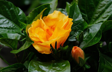 Hibiscus blooms