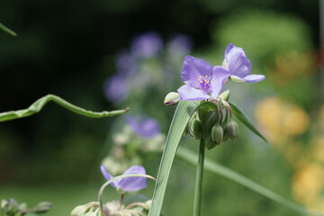 A beautiful spiderswort flower