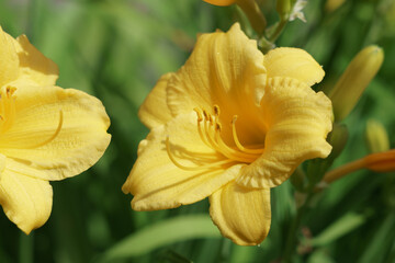 Yellow Summer flowers in New England 