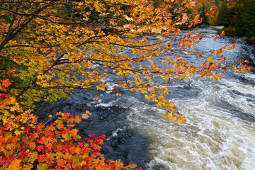High angle view of the river rapid with autumn leaf color.