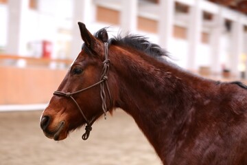 School horse event in indoor riding ground. Head shot close up of a horse during training coaching event