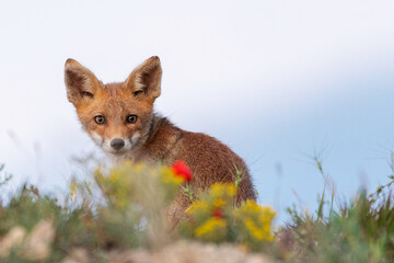 A young Fox looks at the camera. Vulpes vulpes, close up