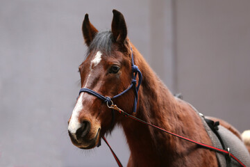 School horse event in indoor riding ground. Head shot close up of a horse during training coaching event