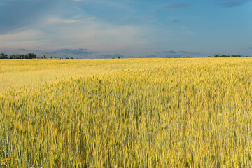 A big, immense wheat field on a sunny day in summer