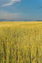 A big, immense wheat field on a sunny day in summer