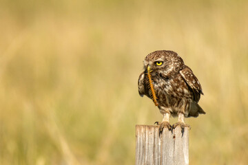 The little owl Athene noctua sitting on a log c Scolopendra gigantea in the beak