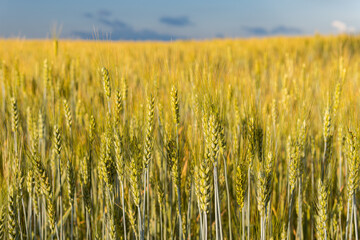 A big, immense wheat field on a sunny day in summer