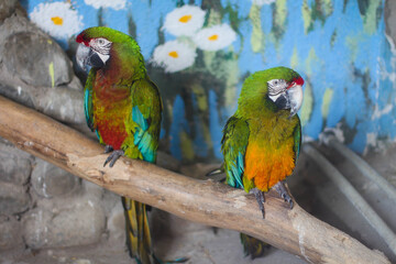 Macaw. Colorful parrot in zoo, Azerbaijan.