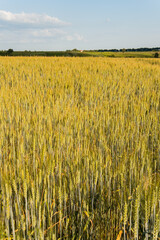 A big, immense wheat field on a sunny day in summer