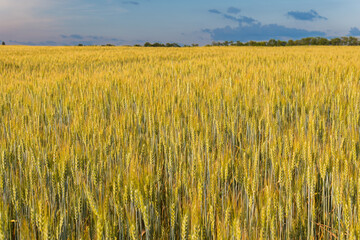 A big, immense wheat field on a sunny day in summer