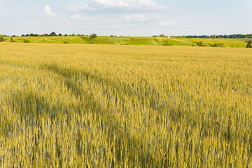 A big, immense wheat field on a sunny day in summer
