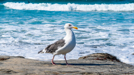 Adult European Herring Gull (Larus Argentatus) bird walking along white sand turquoise water beach in sunny southern San Diego, California. The freedom of wildlife in the warm climate summertime.