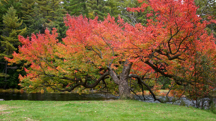 View of a maple tree with autumn leaf color beside the river
