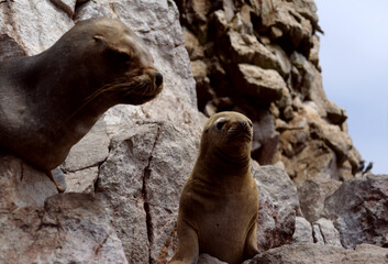 seal on rock