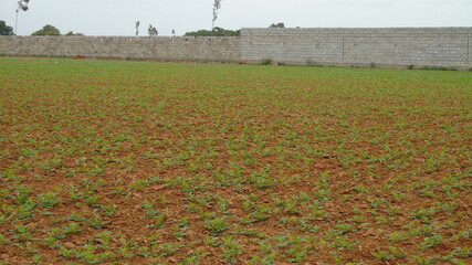 AGRICULTURE LAND