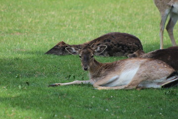 Der Lainzer Tiergarten