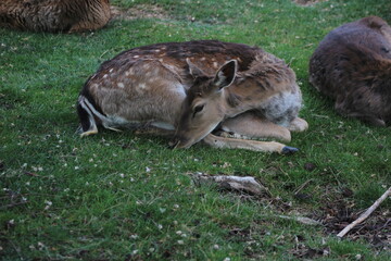 Der Lainzer Tiergarten