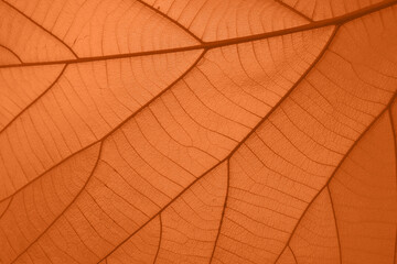 close up of orange leaf