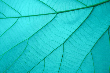 Fototapeta na wymiar close up of Light blue leaf