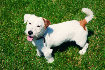 Cute dog Jack Russell Broken on green grass background. Pet care concept.