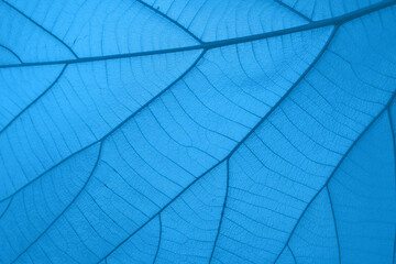 close up of blue leaf