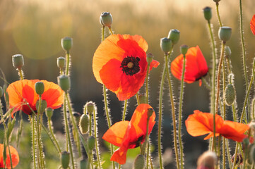 Close-up photo of red poppy flowers