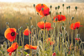 Close-up photo of red poppy flowers on blurry background with depth of field