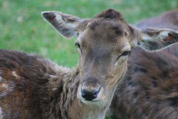 Der Lainzer Tiergarten