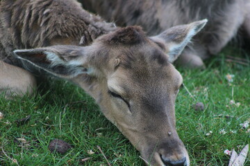 Der Lainzer Tiergarten
