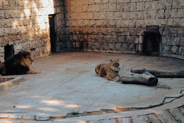 Wild Encounters: Exploring the Wonders of the Zoo