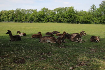 Der Lainzer Tiergarten