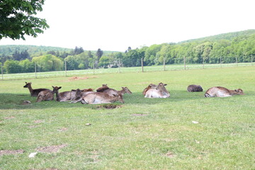 Der Lainzer Tiergarten