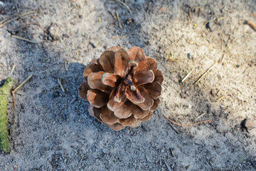 Just a tree cone