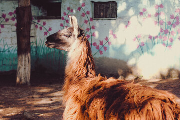 Lama in zoo, Azerbaijan. Alpaca.