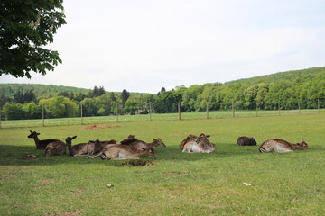 Der Lainzer Tiergarten