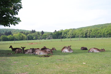 Der Lainzer Tiergarten