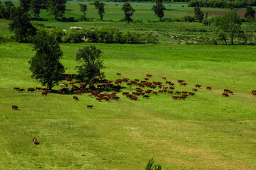 paisajes naturaleza  campo flores  pastizales bobinos   volcanes  rio Chile Sudamerica cascada arboles
