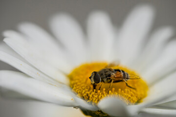 A bee on a camomile flower. Macro photo. White petals and yellow stamens of a camomile. Yellow pollen of a flower on the body of a bee.A bee pollinates a flower. Bee wings, paws, head and body texture