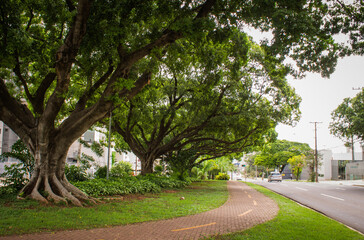 Trees lining the central median of Avenida Afonso Pena in Campo Grande, MS, offering a scenic view...