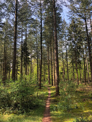 Fototapete bei efototapeten.de bestellen   