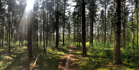 MTB trail around Hardenberg