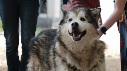 chien, animal de campagnie
