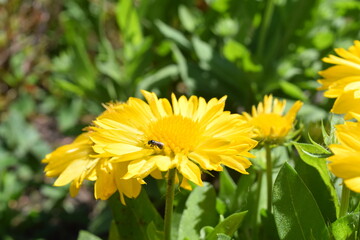 A bug lays upon a yellow flower