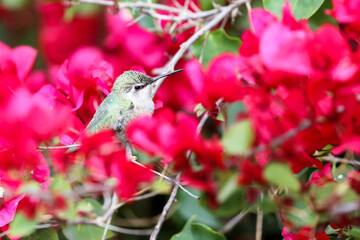 Resting hummingbird on bougainvillea