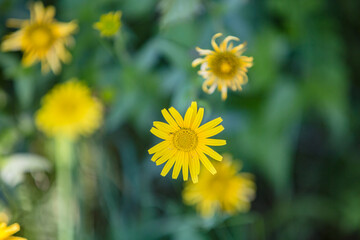 Summer bright landscape with beautiful yellow wild flowers