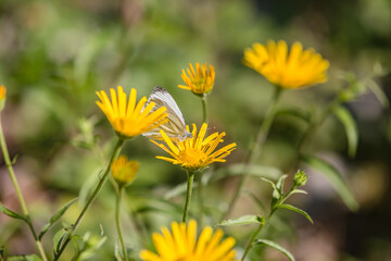 Summer bright landscape with beautiful yellow wild flowers. White butterfly feeding on flower