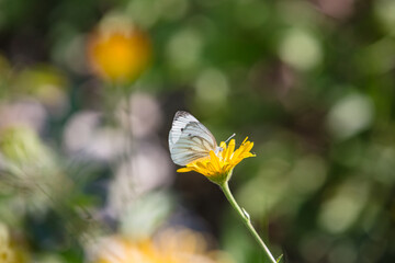 Summer bright landscape with beautiful yellow wild flowers. White butterfly feeding on flower