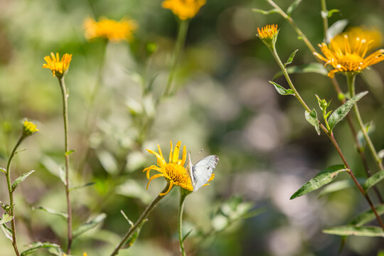 Summer bright landscape with beautiful yellow wild flowers. White butterfly feeding on flower