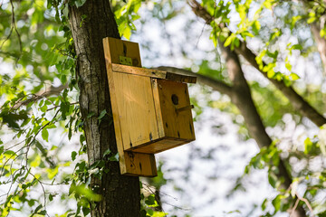 Wooden birdhouse in the tree on the wood. To take of our smaller brothers