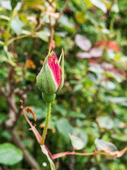 Aphids on rosebud